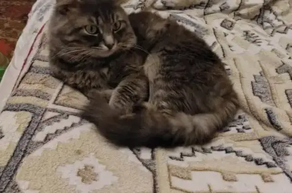 Пропала кошка, Астраханская ул. 177А