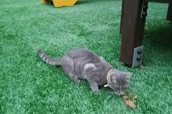 Кошка найдена на Крупской, 17 с1, Москва