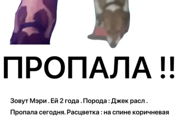 Пропала собака на М-4 «Дон», Красюковское