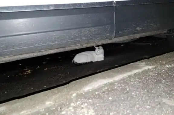 Кошка найдена: Первомайская ул., 100, Москва