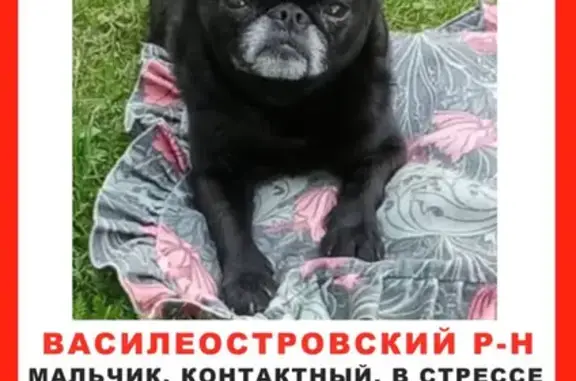 Пропала собака, Кожевенная линия, 40А