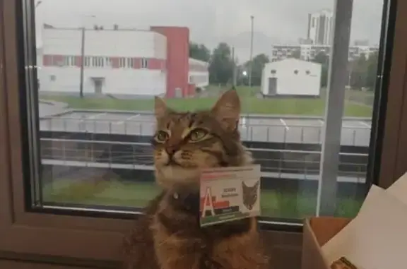 Найдена кошка, Минск, фото: Найдена кошка: пр. Дзержинского, 83К18, Минск