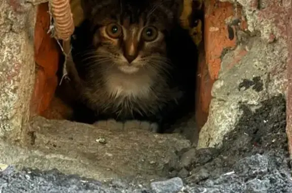 Найдена кошка, Москва, фото: Котенок ищет дом, Лесная ул., Москва