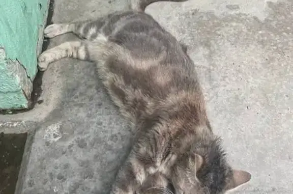 Трехцветная кошка найдена на Землячки, 52А