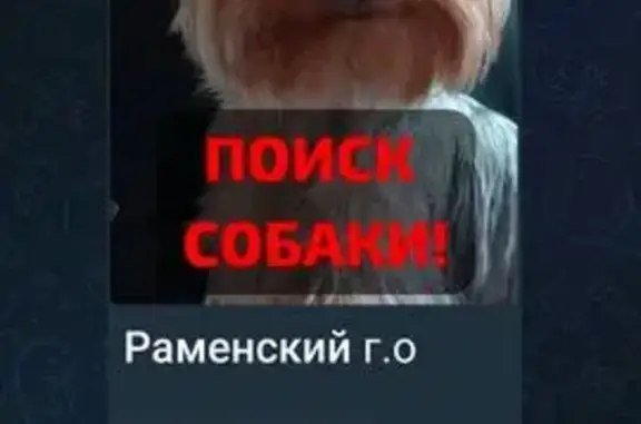 Пропала собака, ул. Фрунзе 1, Жуковский