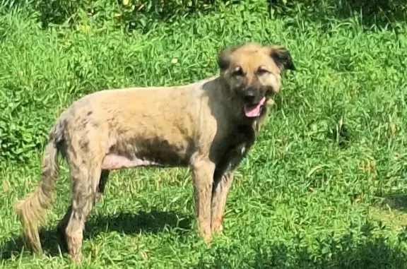 Бежевая собака найдена на Филёвской наб.