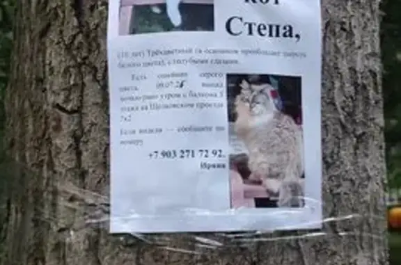 Пропал кот Стёпа, А-105, МО