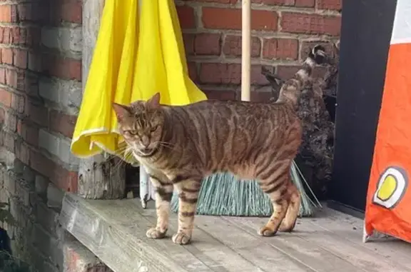 Найдена кошка, , фото: Бенгальская кошка найдена в МО