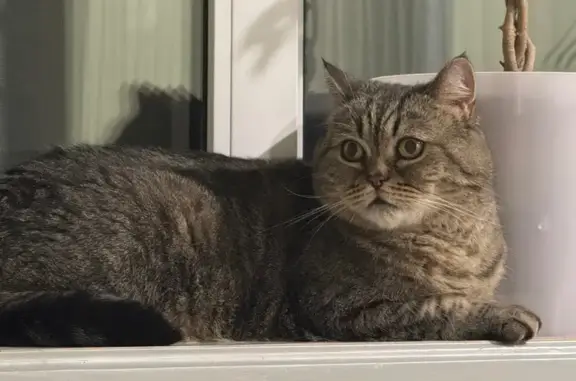 Пропала кошка, МО, зеленый ошейник