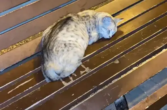 Найдена кошка, Ставрополь, фото: Кошка найдена: ул. Тухачевского, 18/2