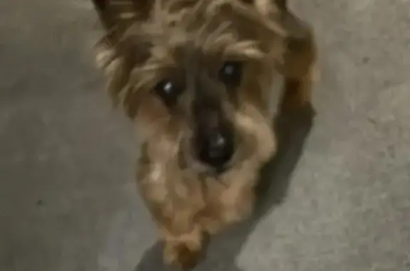 Найдена собака, Рождествено село, фото: Йорк найден: Ангелов пер., 2, Митино