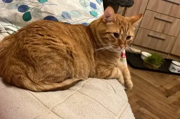 Кошки потеряшки, Санкт-Петербург, фото: Потеряшка кошка, Будапештская ул, 17 к4