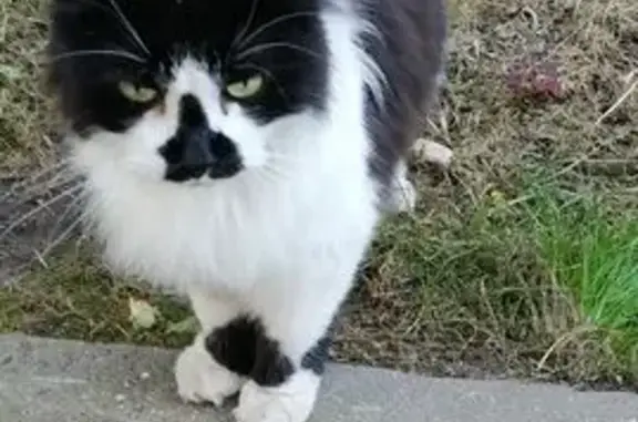 Найдена кошка, Владимир, фото: Кошка найдена: ул. Безыменского, Владимир