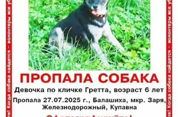 Пропала собака, ул. Ленина 11А, Балашиха