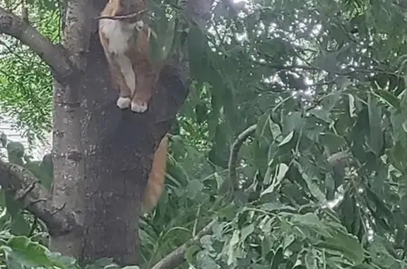 Найдена кошка, Владивосток, фото: Кошка на дереве, Постышева 43, Владивосток