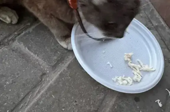 Кошка найдена: Волгоградский пр-т, 32 к1