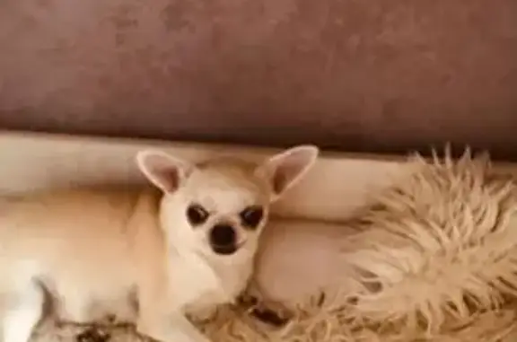 Собака найдена на пр. Шахтёров, Кемерово