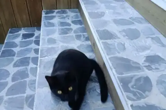 Кошка найдена на Звёздной, 7А, Новосибирск