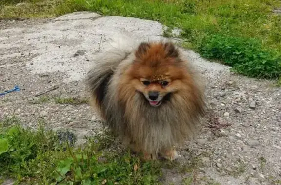 Шпиц найден: ул. Добролюбова, 10, Пермь