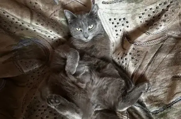 Пропала кошка, ул. Кирова 41А, Жигалово - photo