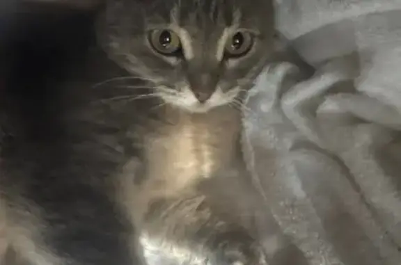 Найдена кошка, Архангельское, фото: Кошка найдена на Лесной улице, Архангельское
