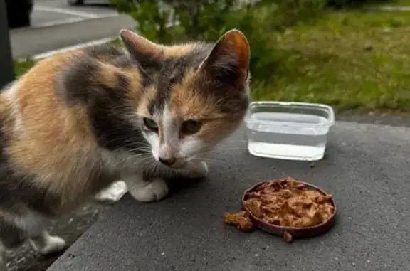 Кошка найдена у офиса, Грибоедова 30А