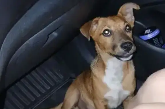 Найдена собака, Малинищи, фото: Щенок найден на Центральной 66, Малинищи