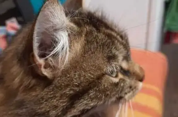 Кошки потеряшки, Сокольники, фото: Потеряшка кошка, Берёзовая ул., 28