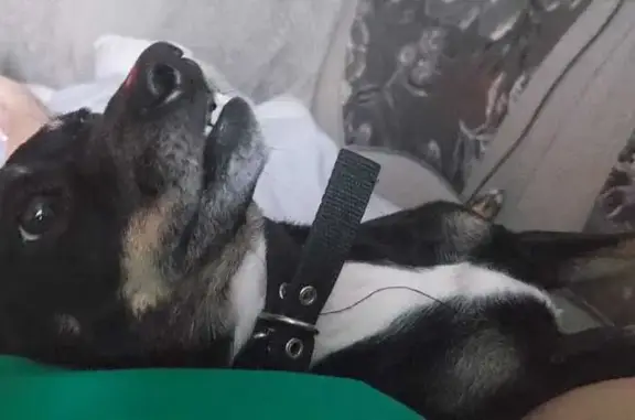 Пропала собака, ул. Димитрова 5, Биробиджан