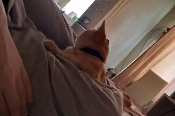 Кошки потеряшки, Златоуст, фото: Потеряшка кот Тигран, ул. Щербакова 25, Златоуст