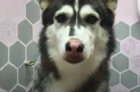 Собаки потеряшки, Тында, фото: Потеряшка собака, Тында, Перспективная 6