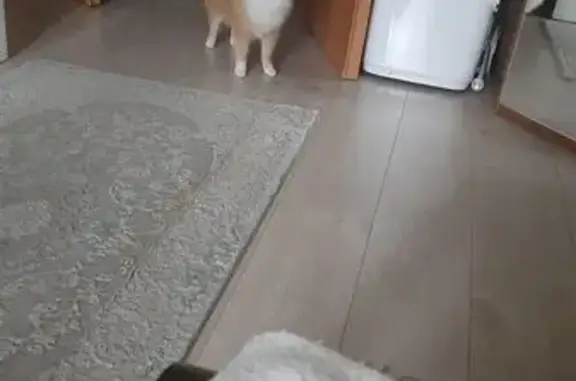 Найдена собака, Снежинск, фото: Собака найдена: Чкаловская 13, Снежинск