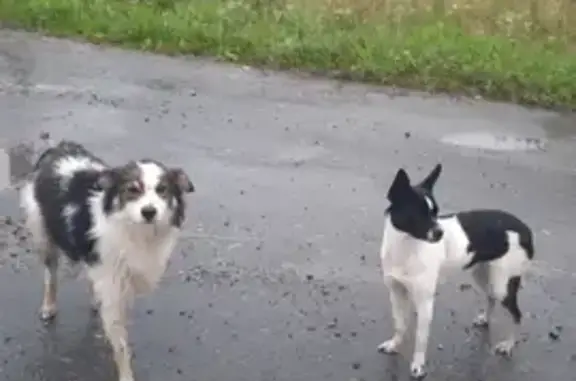 Собаки найдены, переулок Ленина, 1А