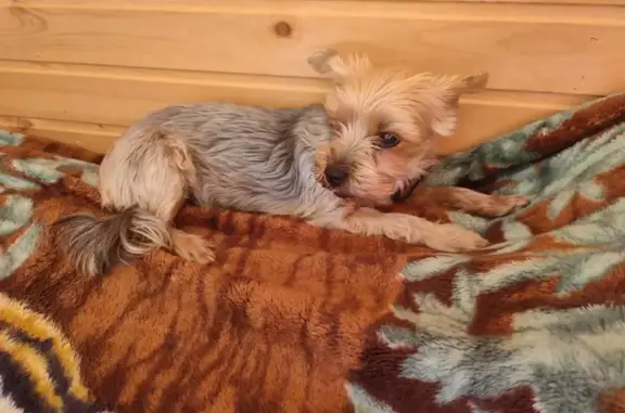 Пропала собака, Сосновый Бор, Липово