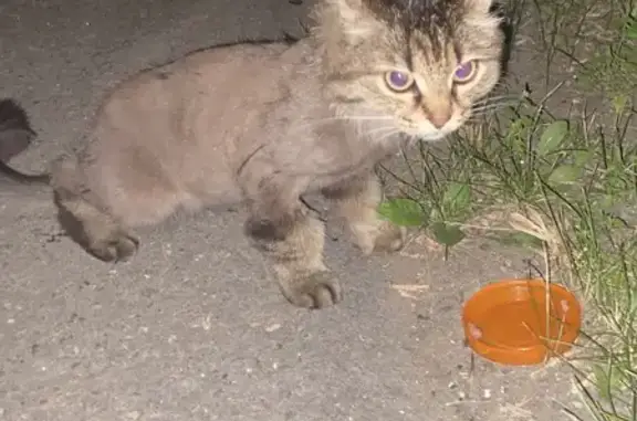 Пропала кошка, ул. Баумана 248, Иркутск