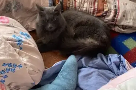 Кошка найдена на Петровского 29/2, Якутск