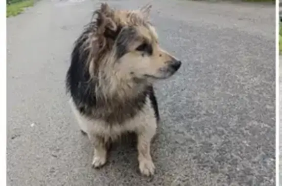 Найдена собака, Сысерть, фото: Потерялась собака, ул. Быкова, Сысерть