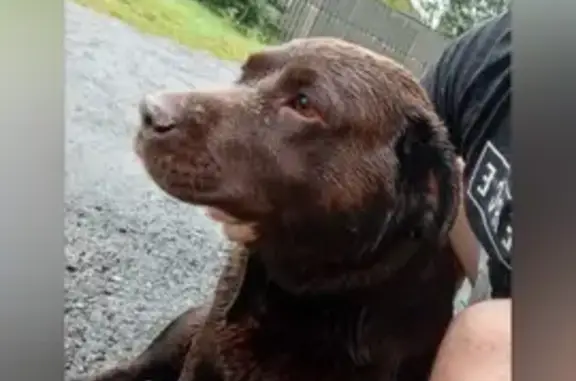 Найдена собака, Центр. площадь, Тюмень