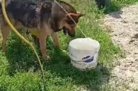 Пропала собака на Кубинском в Копейске