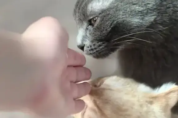 Кошки потеряшки, Мирный, фото: Потеряшка кошка, ул. Бобкова, Мирный