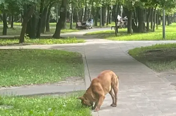 Найдена рыжая собака, ул. Дыбенко, Москва