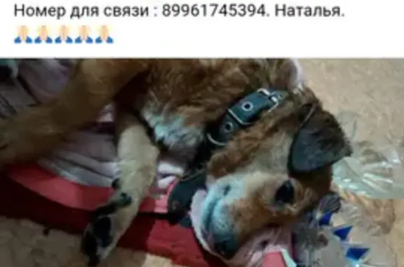 Найдена собака, Кушва, фото: Найдена собака, Станционная ул., Кушва