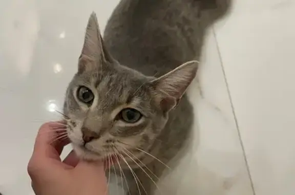 Объявления о пропавших и найденных животных, Екатеринбург, фото: Найдена кошка, Комсомольская 67, Екатеринбург