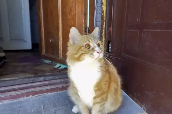 Кошки потеряшки, Луга, фото: Потеряшка кошка, Солецкая ул. 14, Луга
