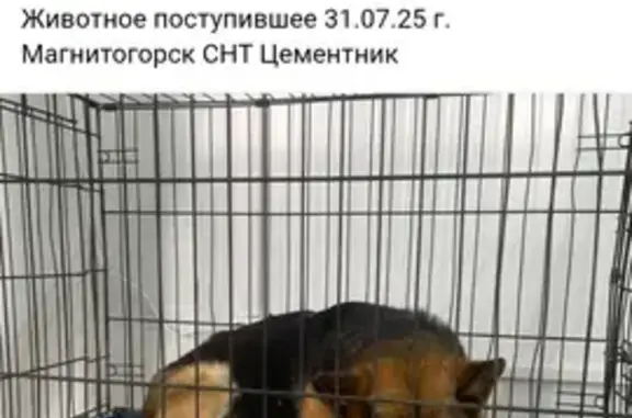 Найдена собака, Челябинск, фото: Собака найдена: пр. Ленина, Челябинск