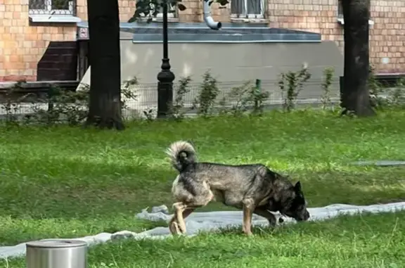 Собака найдена: Скаковая ул., 3 с1, Москва