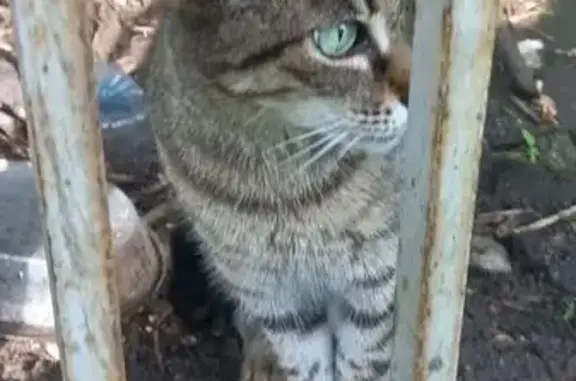 Кошка найдена: Карачаровское шоссе, 13