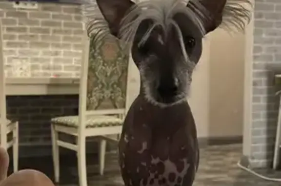 Пропала собака, 79А-110, Пчегатлукай