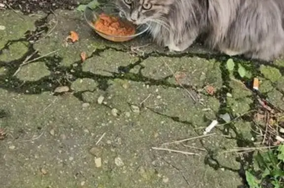 Найдена кошка на Больничной, 23, Хабаровск