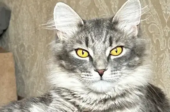 Пропала серая кошка, ул. Ленина 122